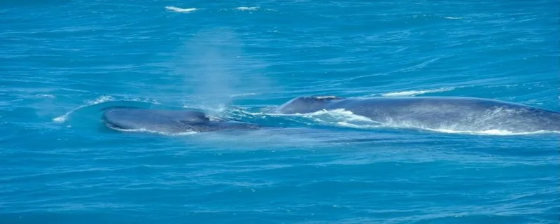 蓝鲸有多长 世界上最大的蓝鲸有多长