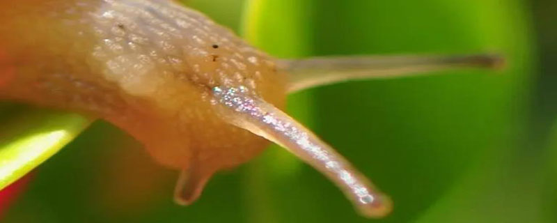 触碰蜗牛的触角蜗牛会有什么反应 触摸蜗牛的触角有什么反应