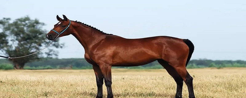 马的外貌特点描写 马的外貌特点描写满分