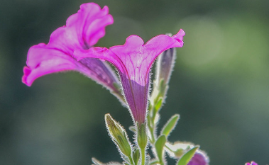 矮牵牛怎么种植 矮牵牛种植时间