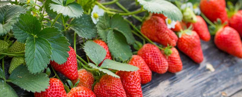 草莓追肥什么肥料 草莓追肥用什么肥料