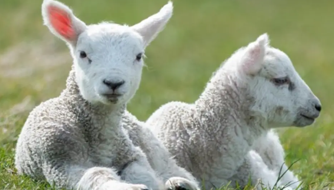 绵羊的养殖注意事项有哪些（绵羊的养殖注意事项有哪些呢）