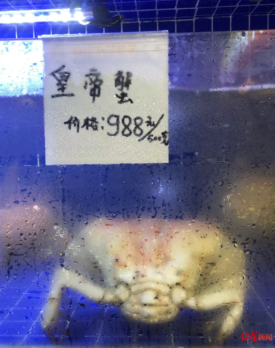 皇帝蟹988元/斤，龙虾588元/斤（帝王蟹最大帝王蟹105斤）