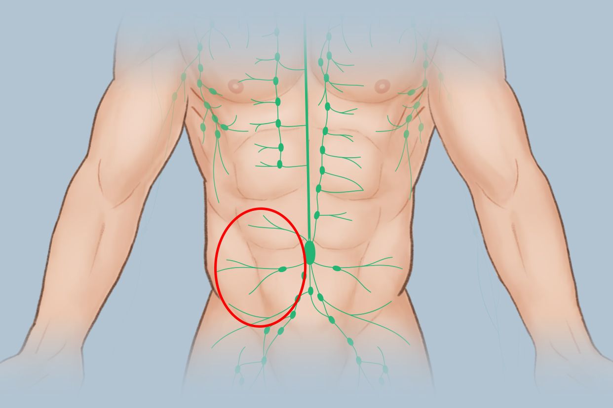 左腹部淋巴结位置图片（右腹部淋巴结位置图片）
