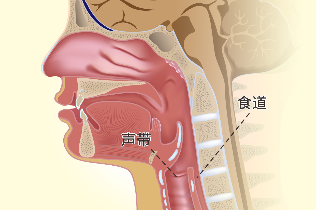 食道和声带的位置图 声带与食道气管位置图