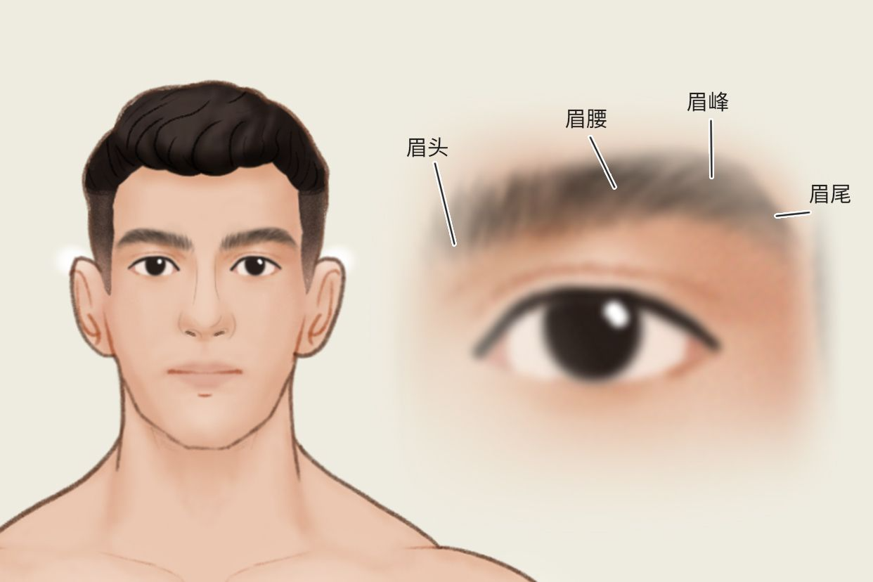 眉毛结构图（眉毛结构图运势说明）