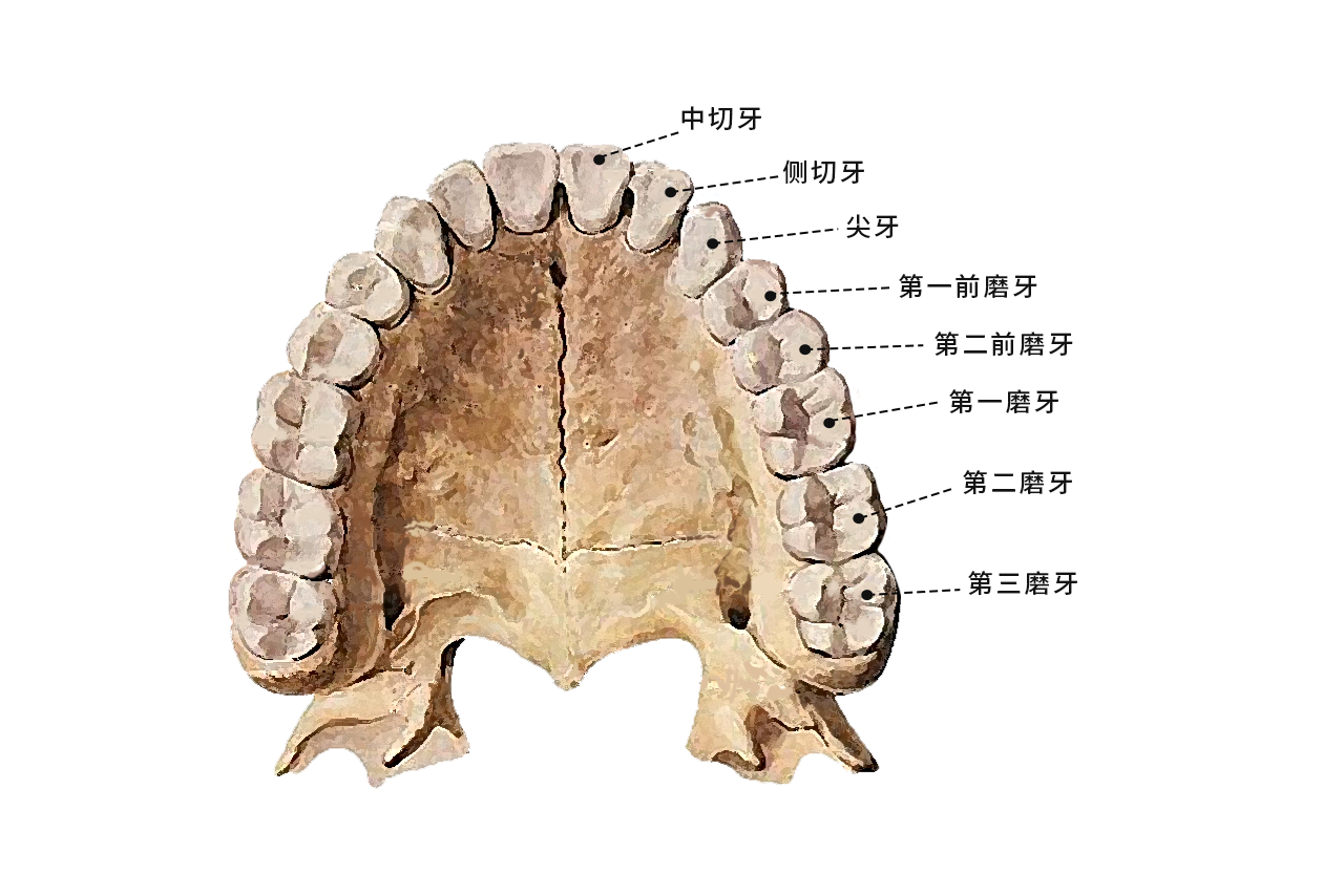 后牙轮廓图（后牙牙齿形态图片）