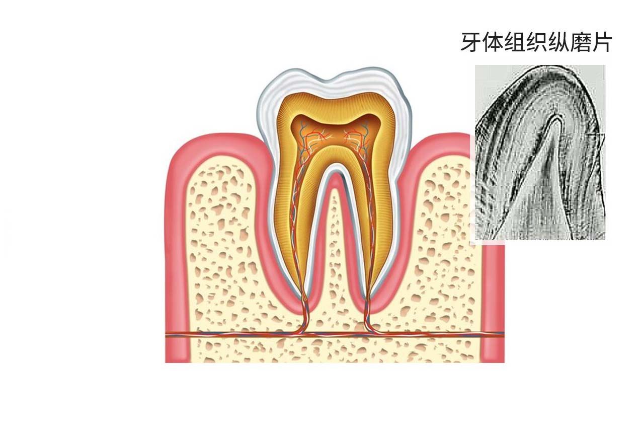 牙体组织纵磨片绘图（牙体组织纵断磨片绘图）