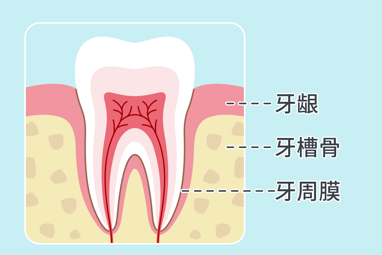 牙周组织解剖图（牙周组织解剖图谱）
