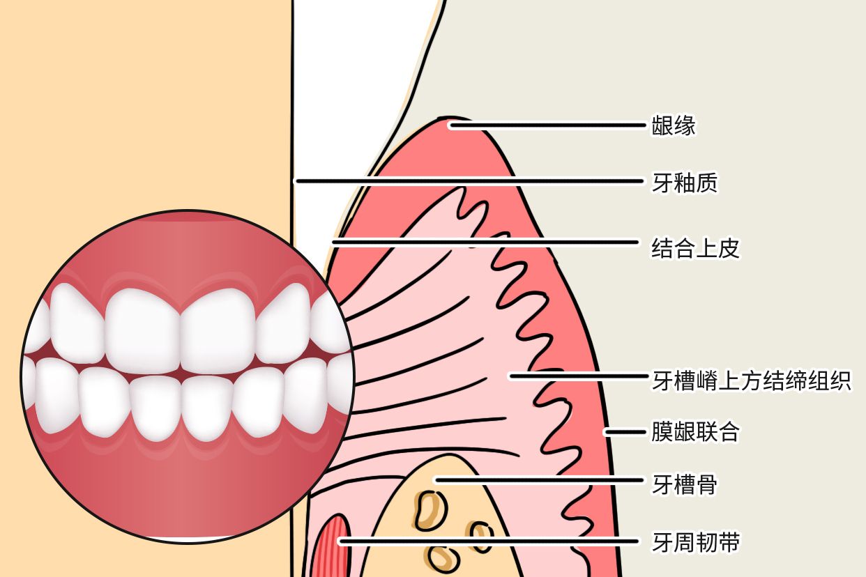 牙龈上皮结构图片（牙龈上皮的结构知识点示意图）