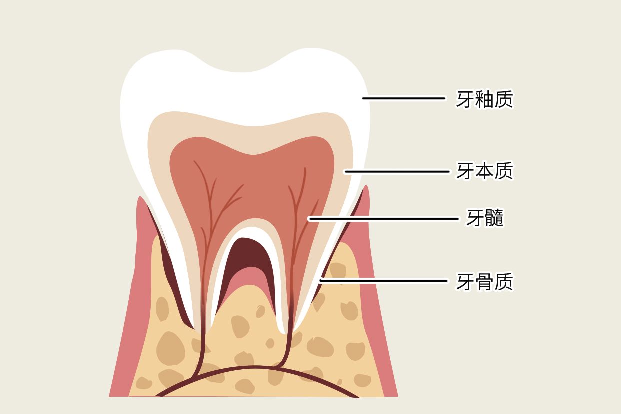 牙骨质牙本质界示意图（牙骨质 牙本质）