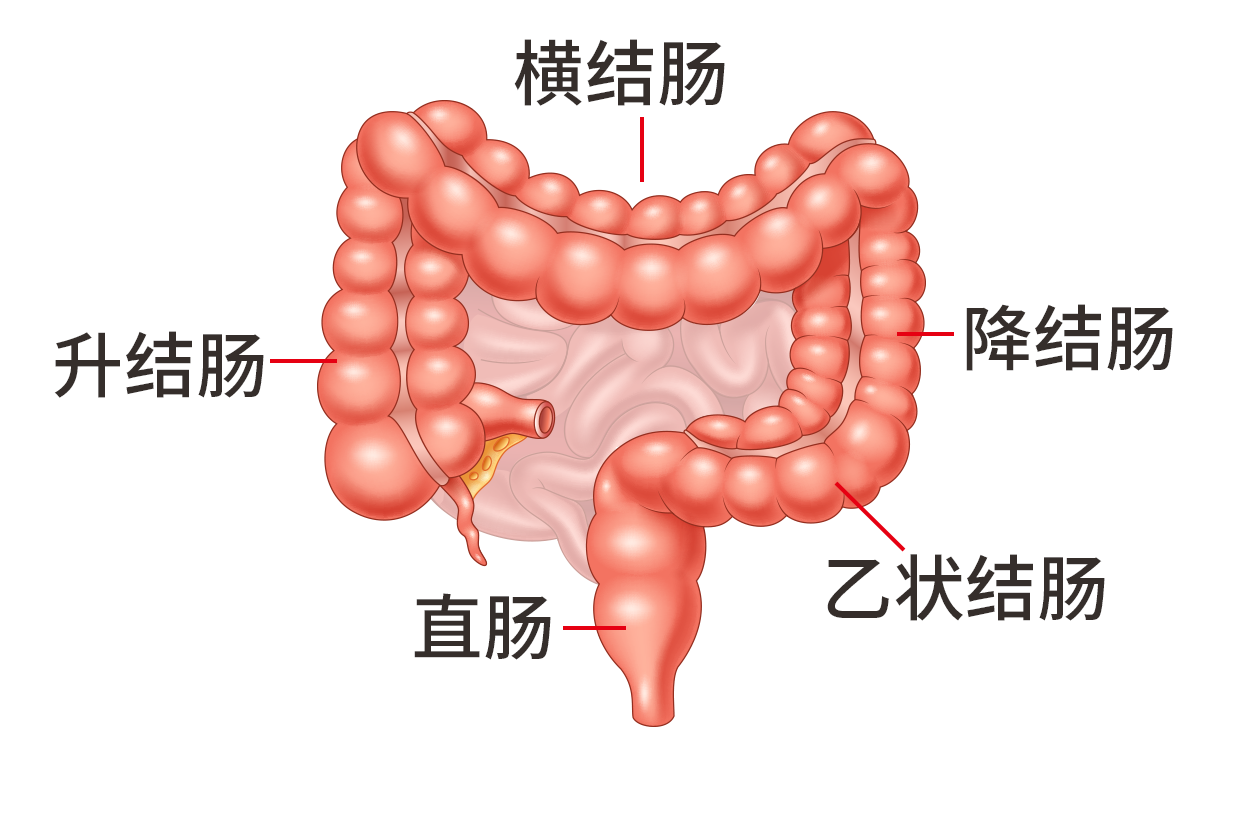 结肠分为哪四部分图片（结肠分为哪四部分图片解析）