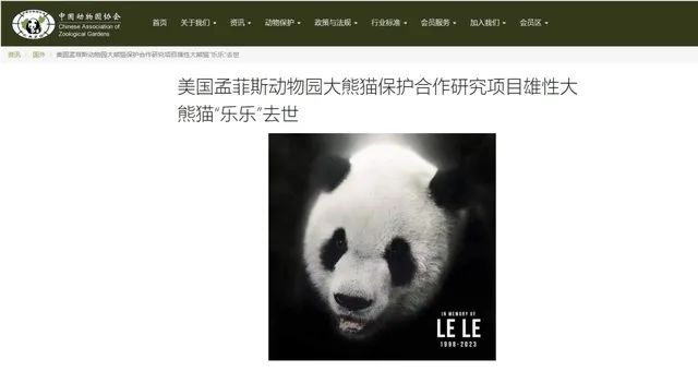 旅美大熊猫“乐乐”回国前突然离世，中方赴美调查