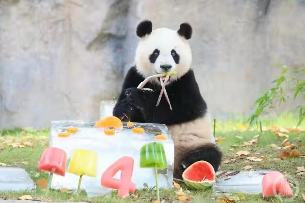 大熊猫“七七”5天没露面（大熊猫27岁）