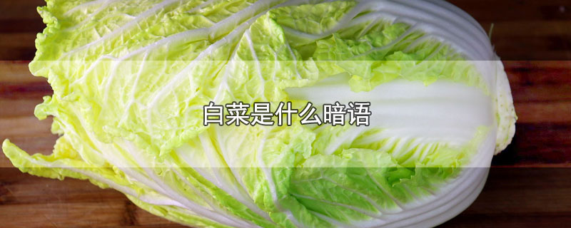 白菜是什么暗语 白菜暗示什么意思