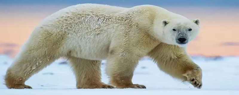 北极熊吃企鹅么（北极熊想吃企鹅）