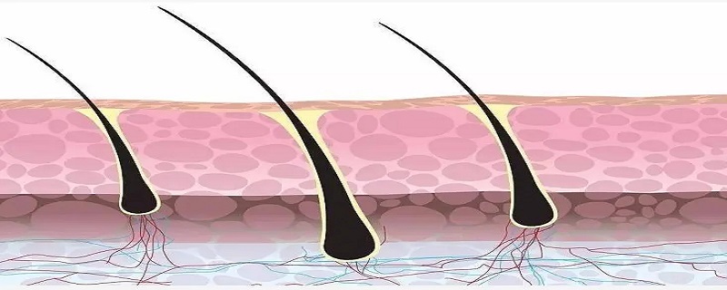 毛发的作用包括 如何促进毛发生长