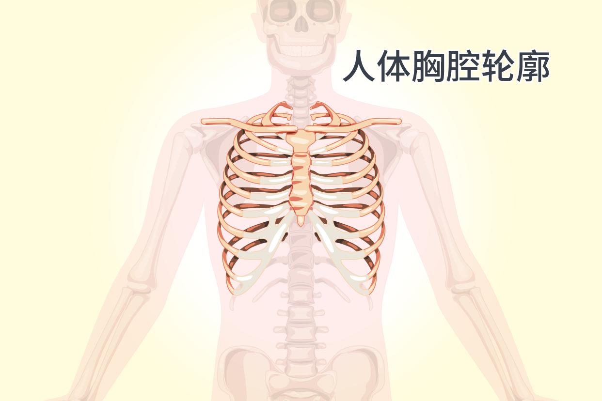 人体胸腔轮廓尺寸图
