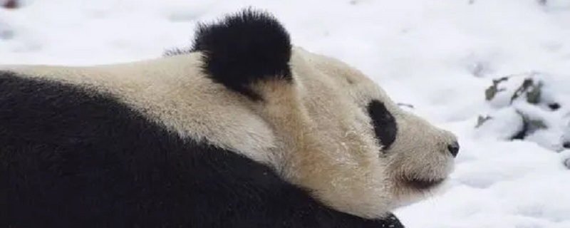 熊猫要冬眠吗（熊猫要冬眠吗英文）