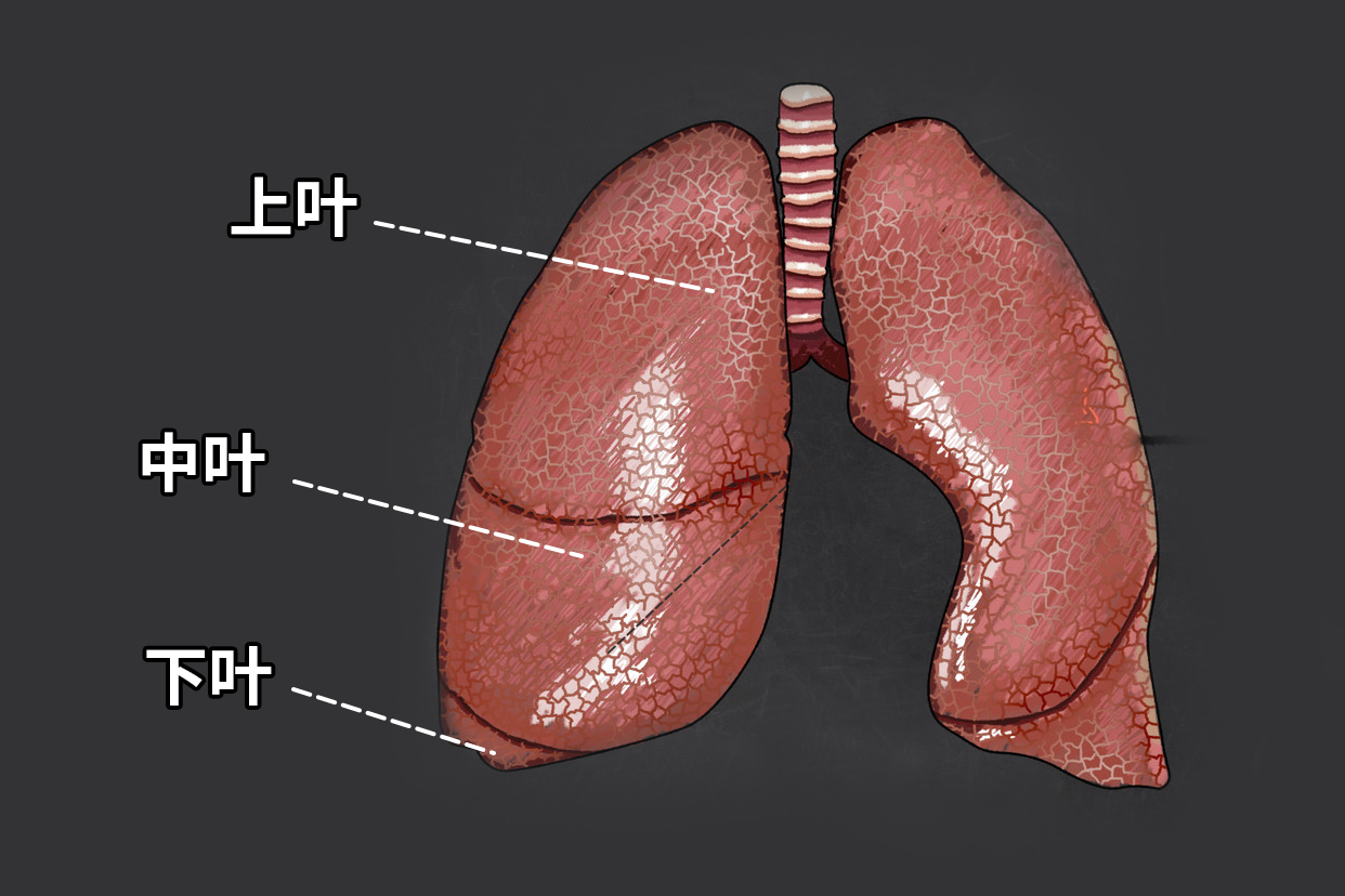 右肺三叶分布图 右肺三叶分布图片