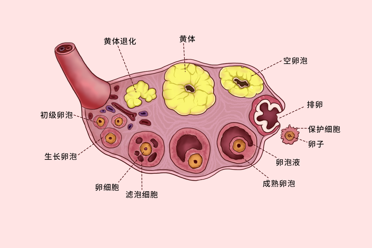 卵细胞不同阶段的组织结构图（卵细胞的种类）