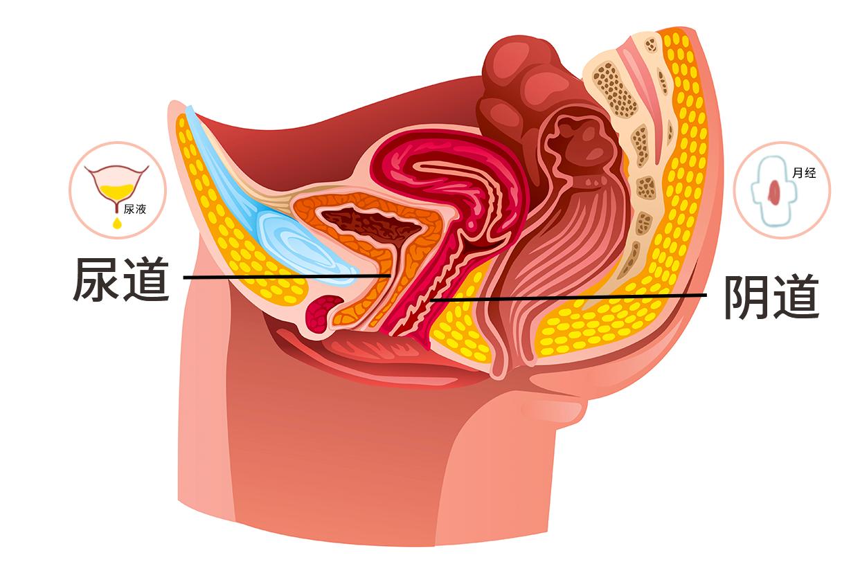 尿道和月经的图解 尿道和月经的图解对比