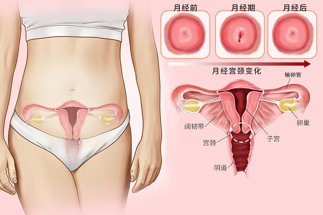 女23岁月经宫颈变化图（23岁女生经期几天正常）