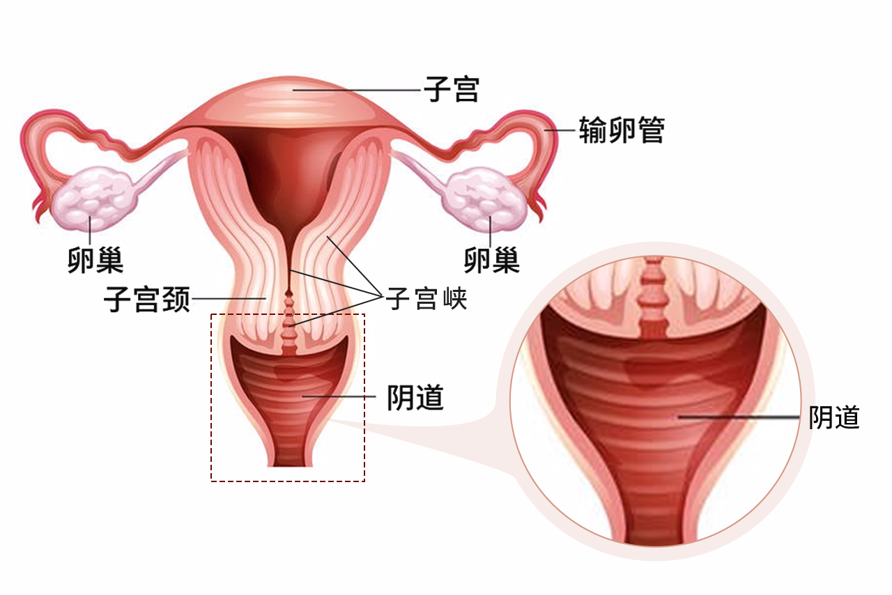 子宫下段图片（子宫下段是怎样形成的）