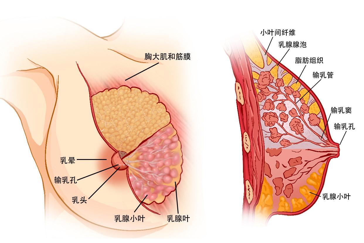 女性生理构造外观解剖图