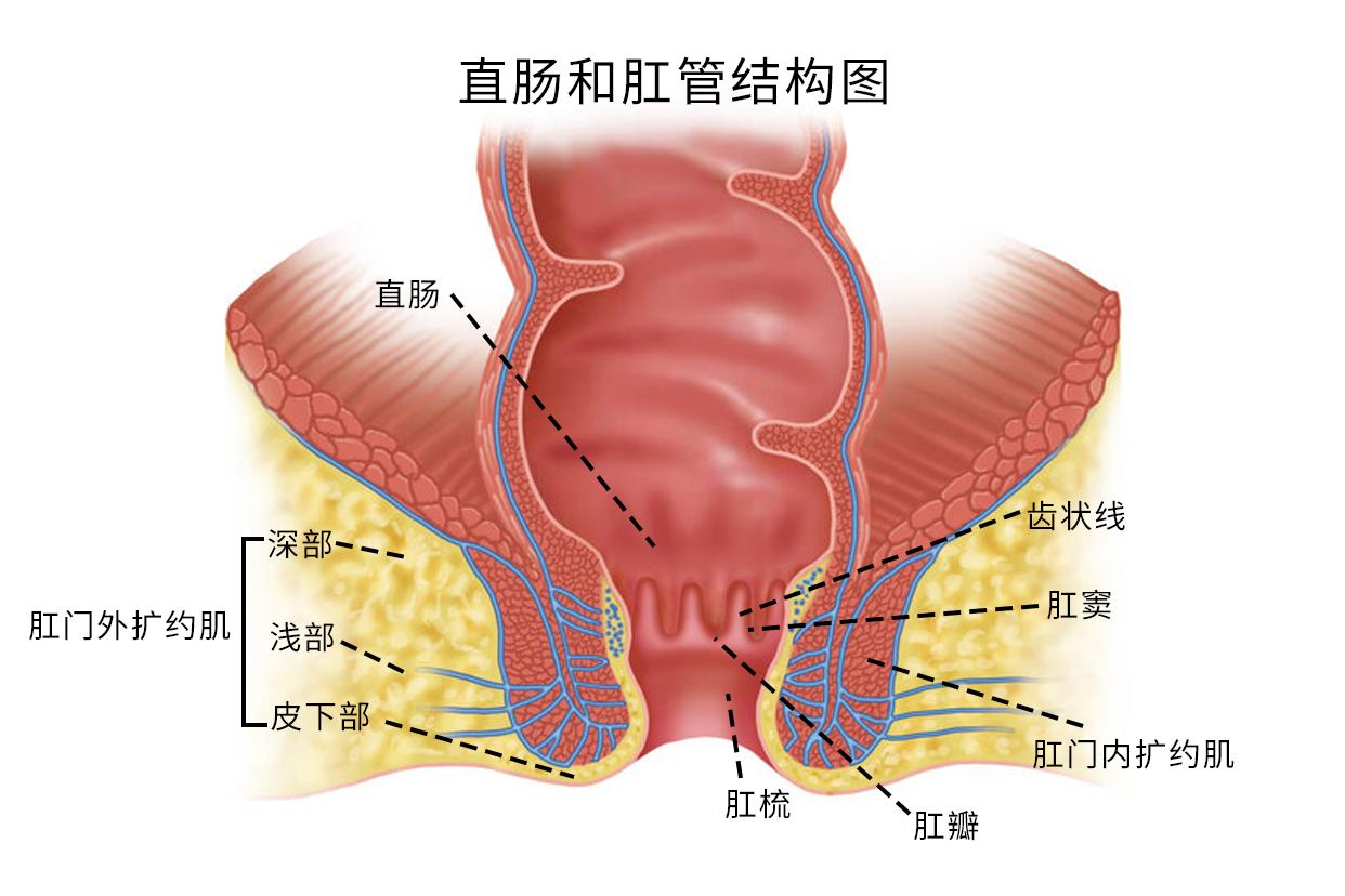 直肠和肛管结构图