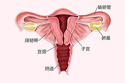 女性生理构造外观解剖图