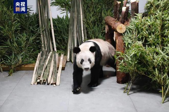 “丫丫”平安回到北京动物园 