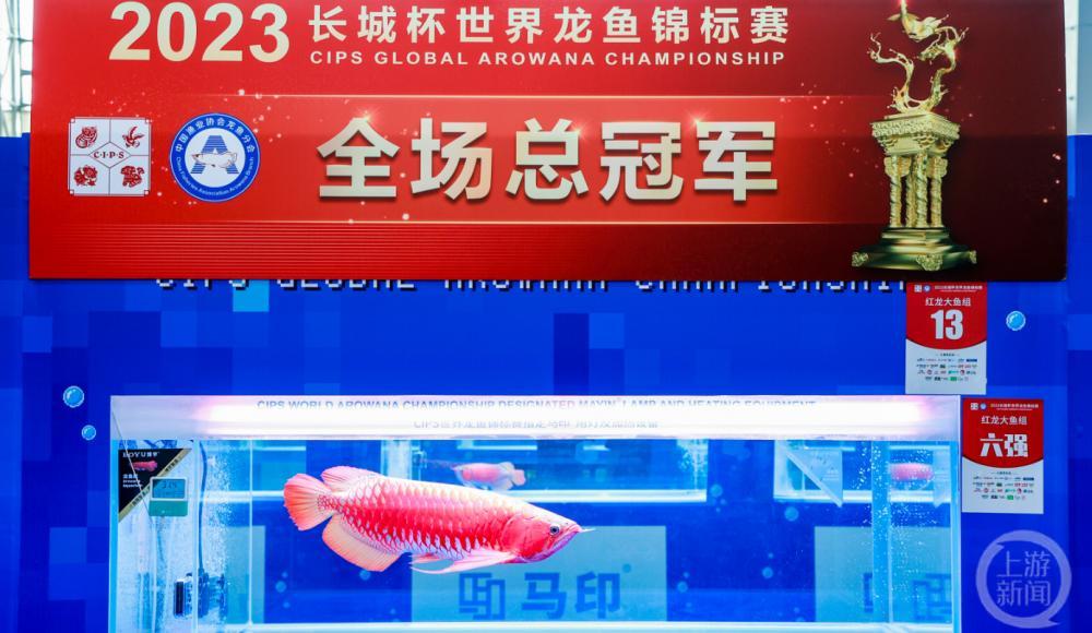 广州龙鱼锦标赛冠军卖出108万天价 广州龙鱼网