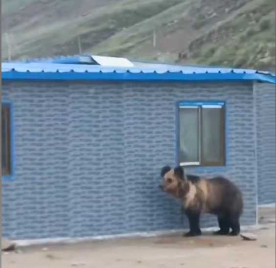 翻围墙、拆铁门……西藏一县城中心频频“熊出没”？当地回应：国家二级保护动物，不敢动
