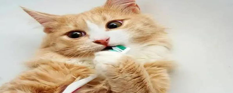 怎样为猫咪刷牙 如何为猫咪刷牙