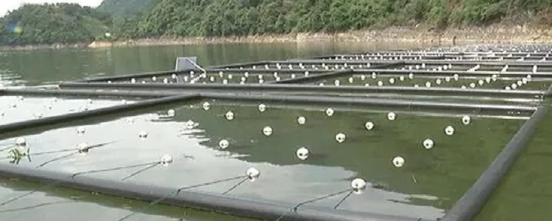 泥鳅的自然繁殖如何放置人工鱼巢（泥鳅人工繁殖孵化技术）