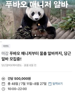 韩国为大熊猫过生日招助理，时薪2800元，超万人报名只录3个：不给钱也想去