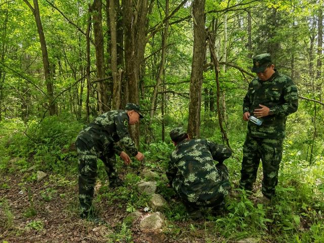 还记得东北虎“完达山一号”吗 进村东北虎被命名完达山1号