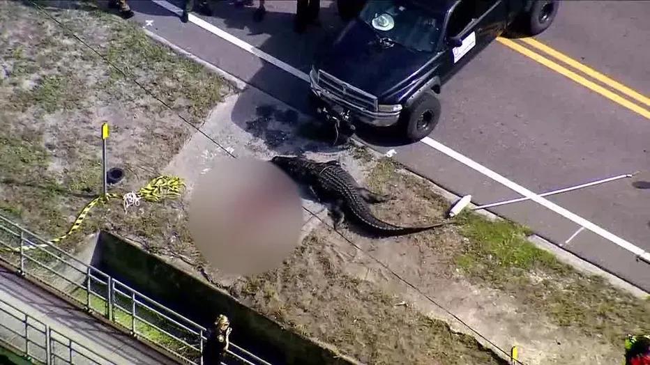 4米多长巨型鳄鱼被发现在路边“吃人”：现场有一大摊血，受害者身份已确认