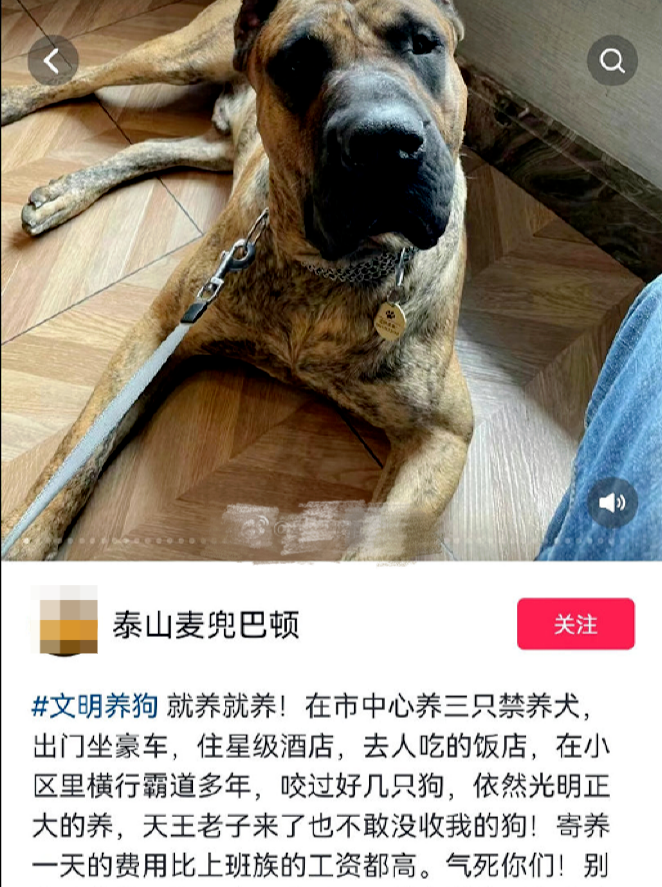 男子炫耀济南市中心养烈性犬（济南市养狗行为规范哪些是不合法的）