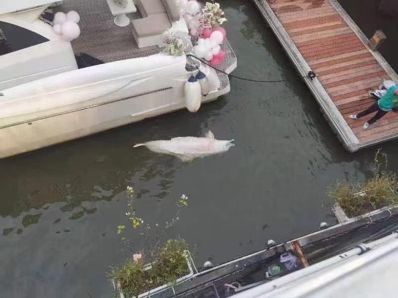 误入广州内河的中华白海豚疑死亡（中华白海豚误入东江）