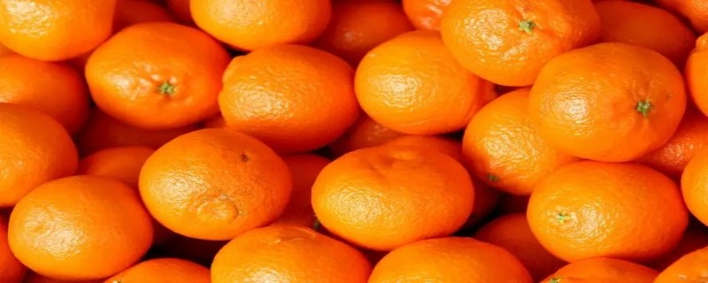 桔子和橘子一样吗 桔子和橘子一样吗英语