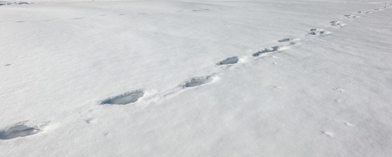 小猪在雪地里的脚印像什么（小猪在雪地里的脚印像什么似的）