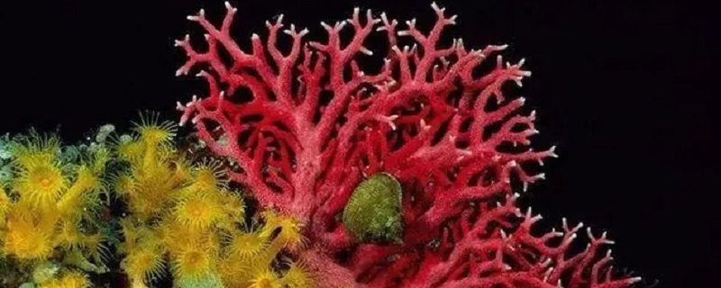 海底红塑料是什么（海底红塑料是什么材质）