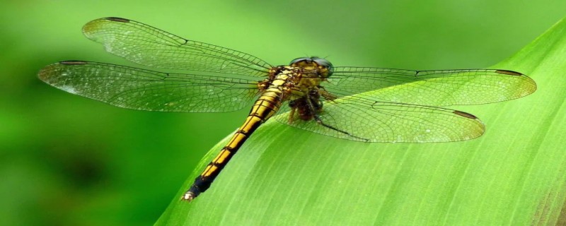 蜻蜓有几对翅膀 蜻蜓有几对翅膀几对足几对触角