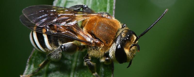 切叶蜂和樵叶蜂有什么区别（切叶蜂和樵叶蜂有什么区别吗）