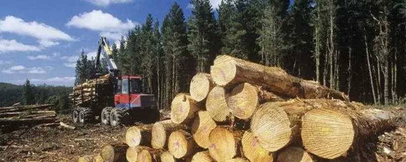 桉树木材价格一般多少钱一吨（桉树木材价格一般多少钱一吨广西）