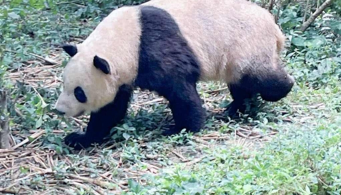 近期大熊猫为什么扎堆返回中国