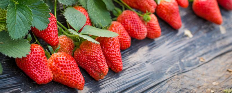 草莓的功效与营养 草莓的功效与营养禁忌