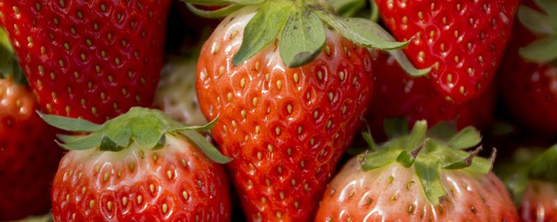 草莓放冰箱还是常温保存 草莓放冰箱保鲜还是冷藏